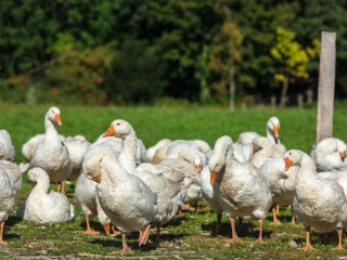 Emberre támadt a madárinfluenza