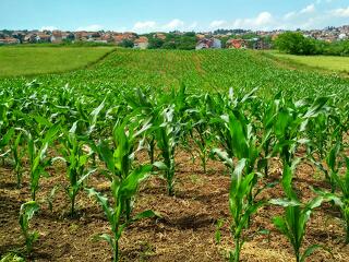 Nagyon gyenge évet zárt a mezőgazdaság