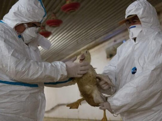 Rossz hír jött, újra megjelent a madárinfluenza