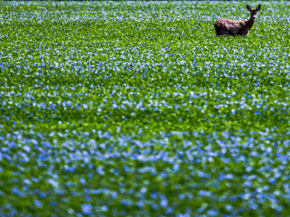 Lassan a fél országot Mészáros Lőrinc locsolhatja
