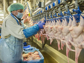Nem csak Mészáros terjeszkedik: Csányiék csirkegyárat vesznek