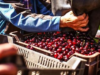 5 tonnával kevesebb cseresznye teremhet idén, jó drága is lesz