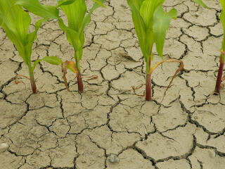Megint megsegítették a gazdákat:  majd egy évig nem kell fizetni a hitelt