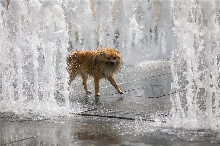 Kutya meleg lett. Fotó: MTI/Mohai Balázs