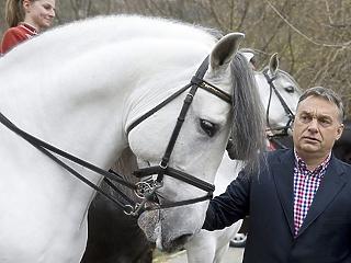 700 millió forintot kapnak a kormánytól a lovak