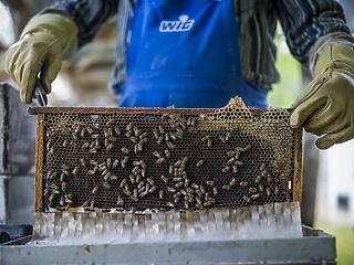 Csak a megtermelt méz 35 százalékát tudjuk eladni az EU-ban