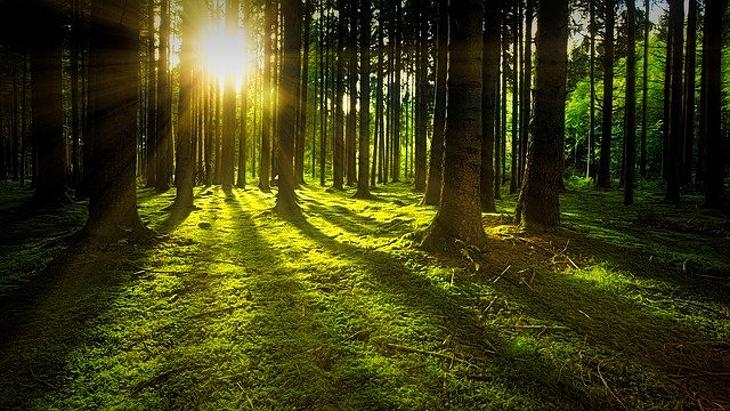 Az erdőterületek árai is emelkedtek 2020-hoz képest. Illusztráció: pixabay