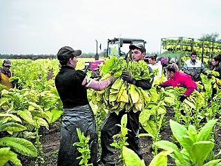 Jön a kampány jövőre is, hogy az ukránok nálunk dolgozzanak