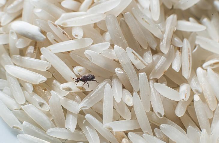 Zsizsik a rizsben - képünk illiusztráció. Forrás: Depositphotos