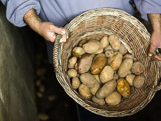 10 tonna krumplit rontott meg a fonálféreg