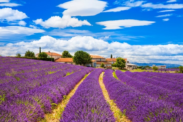 Levendulamező a Provence- i Valensoléban. Fotó: Depositphotos