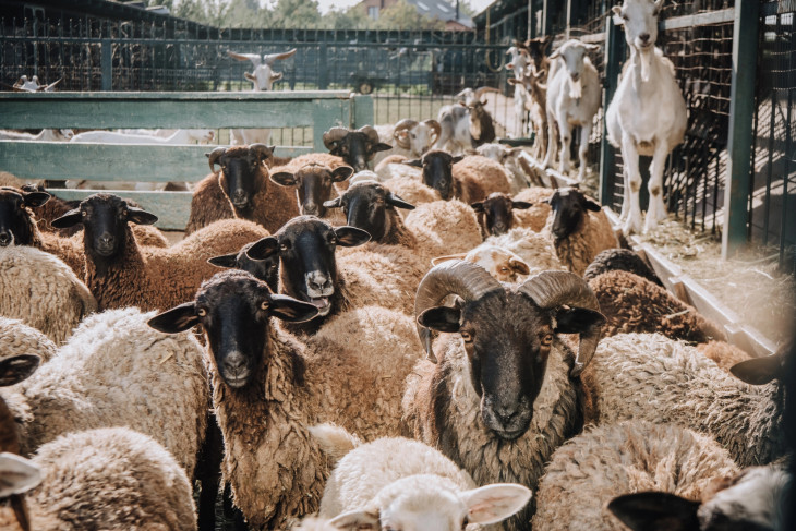 A kiskérődzők pestise a juhok és a kecskék vírusos megbetegedése, amely heveny, lázas tünetekkel, a száj és az emésztőcsatorna nyálkahártyájának gyulladásával jár. (Képünk illusztráció)
