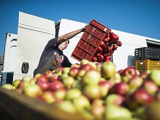 550 ezer tonna alma és 62 ezer tonna szilva teremhet az idén