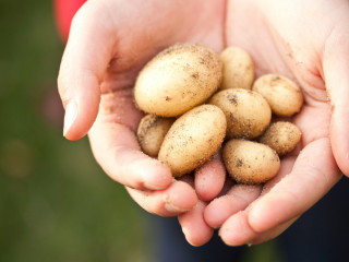 Burgonya
