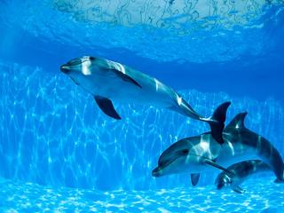 Harci delfintörténelem – a vietnámi háborúban vetették be először őket