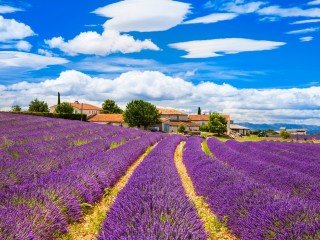 Valensole, Provence, Franciaország. Fotó: Depositphotos 