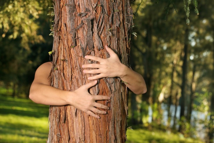 A fák évgyűrűi évszázados titkokat rejthetnek