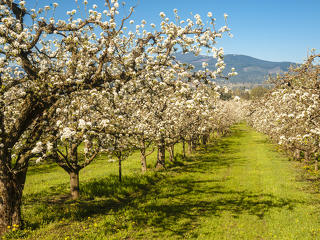 Mészáros Lőrinc megvette Horvátország legnagyobb almatermelőjét