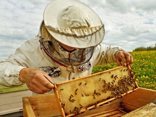 méhész
