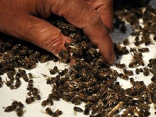 Tömeges méhpusztulás: 300-nál is több hazai méhészet érintett