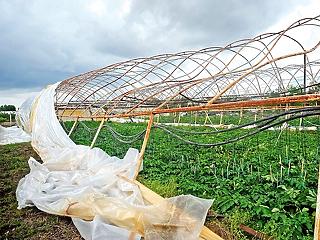 Csődközelbe kerültek a fóliasátras termelők a szélvihar miatt