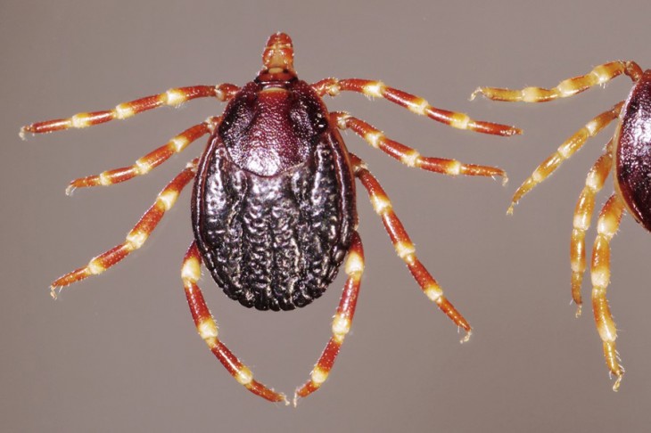 Hyalomma rufipes kullancs hímje. Veszélyes betegségeket terjeszthet, kérdés át tudnak-e telelni hazánkban. Fotó: Wikimedia