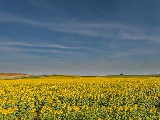 A napraforgóolaj árrésstopja miatt az olívaolaj is olcsóbb lehet a magyar boltokban