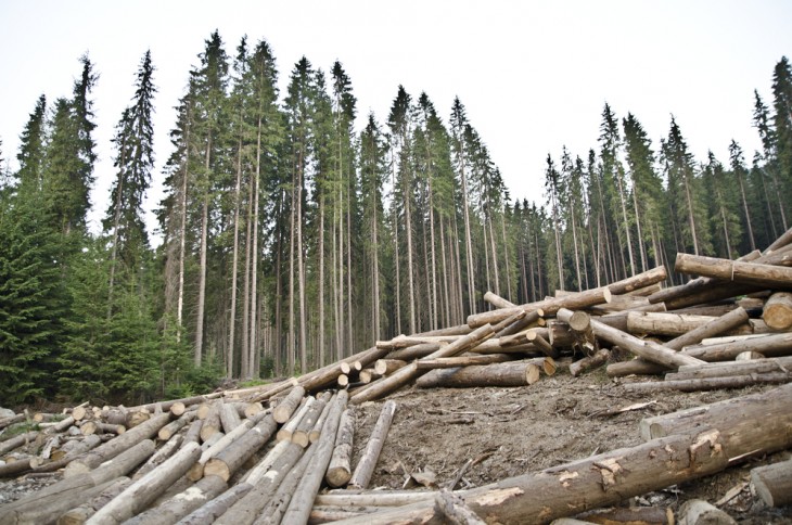 Romániában százhektárnyi erdőt vágnak ki egy új lignitbánya megnyitása érdekében. Fotó: Depositphotos