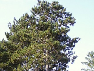 A norvég fenyő, Minnesota állam hivatalos fája. 