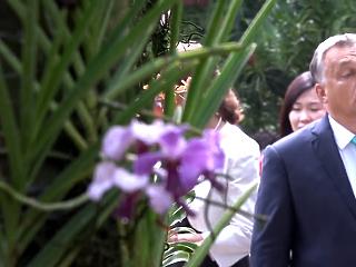 És megérkezett a videó is Orbán Viktorról, az orchideáról