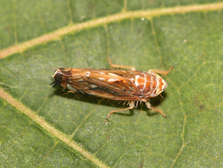 A kórt az amerikai szőlőkabóca (Scaphoideus titanus) terjeszti