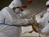 Ez hiányzott még: megjelent a madárinfluenza Magyarországon