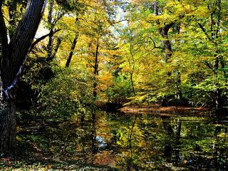 Sokmillió fa ültetésével lett jobb hely az ország