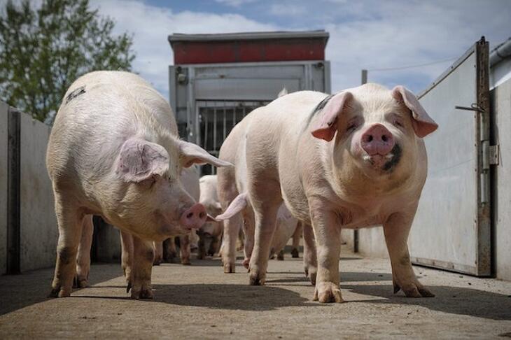 A politikai döntések mind a sertésszektoron csapódnak le?