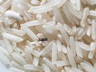 Élő kártevők mocorognak a Tesco rizsében - ezt inkább ne egye meg senki