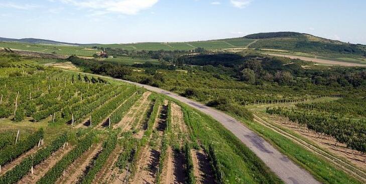 A környéken nem csak a szőlőre alapozzák a sikert