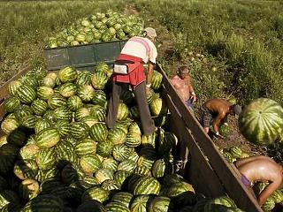 200 ezer tonna görögdinnyére számít idén a Földművelésügyi Minisztérium 
