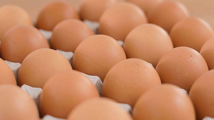 Nem lesz tojáshiány. Fotó: Nemzeti Agrárgazdasági Kamara