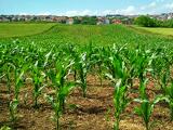 Az Agrárkamara tiltakozik az EU tervezett jövedelemalapú agrártámogatási reformja ellen
