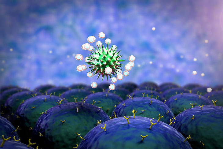 Amikor az immunrendszer védekezik a koronavírus ellen. Fotó: Depositphotos