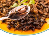 Tücsköt-bogarat összehord - vagy eszik?