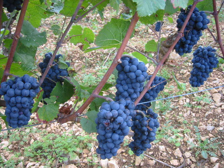 A pinot noir szőlőfajta az egyik alapanyaga a világhírű Egri bikavérnek. Fotó: wikipedia