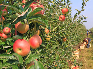 Fél évszázada nem volt ennyire rossz éve a hazai almatermesztőknek