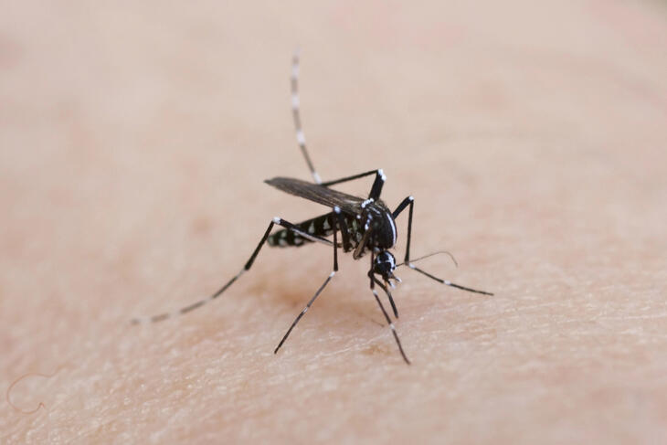 A tigrisszúnyog terjeszti a Dengue lázat