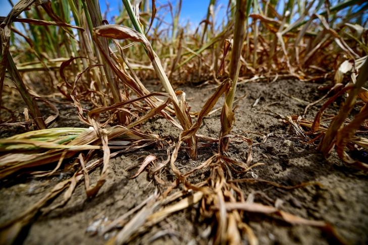 Sárguló, a szárazság miatt alig fejlődő kukorica a Hajdú-Bihar megyei Hajdúszovát térségében. Fotó: MTI/Czeglédi Zsolt
