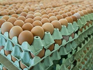 Találtak 95 ezer tojást, egyikről se tudni, honnan jött