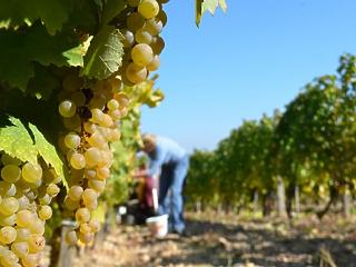 4,1 millió mázsa szőlőtermés várható idén