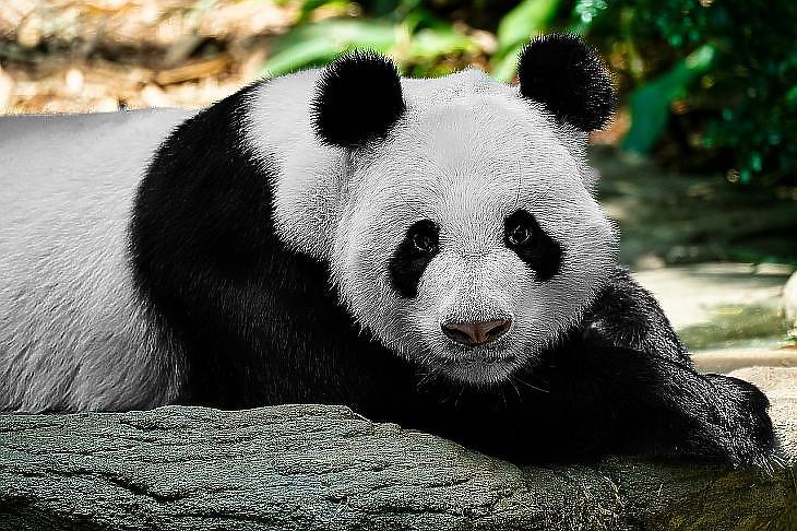 A pandák ma már csak kölcsönbe adhatóak. Fotó: Pixabay