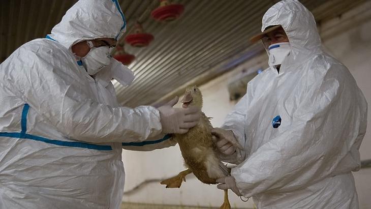 Kacsát vizsgálnak az ellenőrök egy korábbi madárinfluenza-járvány idején. (fotó: MTI) 
