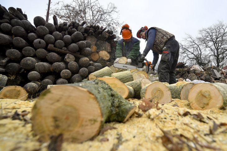 Közmunkások fát vágnak. Fotó: MTI/Czeglédi Zsolt